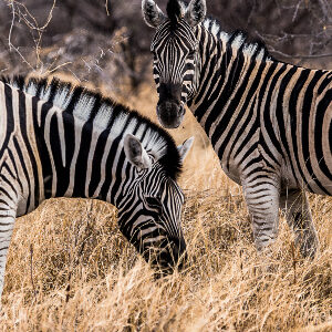 Zwei Zebras in Namibia