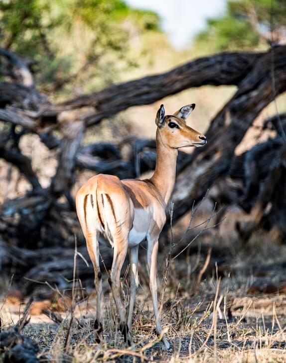 Antilope unter Bäumen